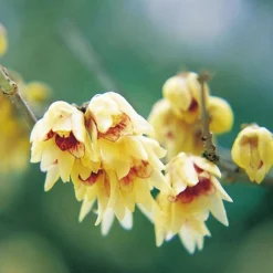 Fragrant Winter Shrub Collection -Cheap Tree Foliage Store 14