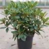 Rhododendron 'Red Jack' 1 Rhododendron 'Red Jack' -Cheap Tree Foliage Store 297564