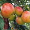 Apple 'Pixie' (Organic) 1 Apple 'Pixie' (Organic) -Cheap Tree Foliage Store 783660