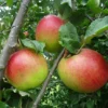 Apple 'Annie Elizabeth' (Organic) -Cheap Tree Foliage Store 784396