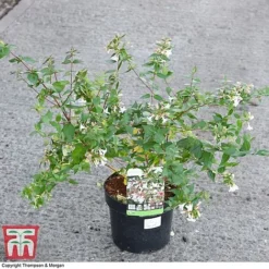 Abelia X Grandiflora -Cheap Tree Foliage Store ABEL 58113 A