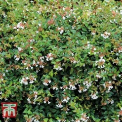 Abelia X Grandiflora -Cheap Tree Foliage Store ABEL T58113 C