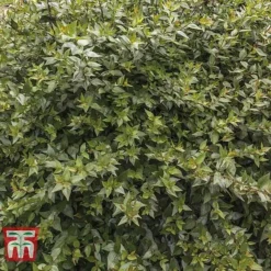 Abelia X Grandiflora -Cheap Tree Foliage Store ABEL T58113 D