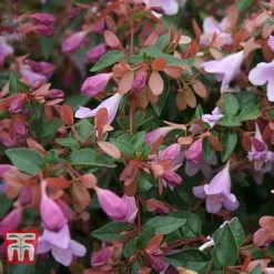 Abelia 'Pink Pong' -Cheap Tree Foliage Store ABEL T71324 C