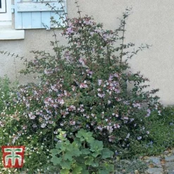 Abelia 'Pink Pong' -Cheap Tree Foliage Store ABEL T71324 D