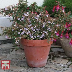 Abelia 'Pink Pong' -Cheap Tree Foliage Store ABEL T71324 F
