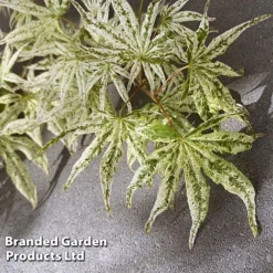 Acer Palmatum 'Ukigumo' -Cheap Tree Foliage Store ACER UKIGUMO S41463