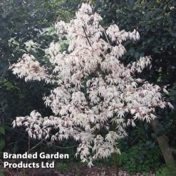 Acer Palmatum 'Ukigumo' -Cheap Tree Foliage Store ACER UKIGUMO S43285