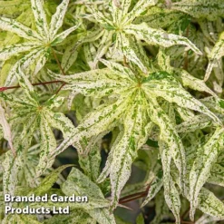 Acer Palmatum 'Ukigumo' -Cheap Tree Foliage Store ACER UKIGUMO S43286