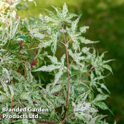 Acer Palmatum 'Ukigumo' -Cheap Tree Foliage Store ACER UKIGUMO S43287