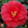 Camellia Japonica 'Adolphe Audusson' 2 Camellia Japonica 'Adolphe Audusson' -Cheap Tree Foliage Store ADOL 26824 A1