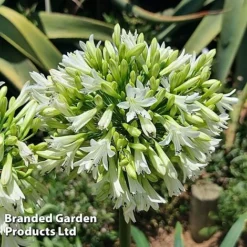 Agapanthus 'Emerald Ice' -Cheap Tree Foliage Store AGAP EMERALDIC H44650