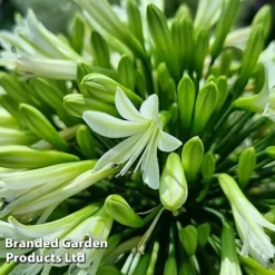Agapanthus 'Emerald Ice' -Cheap Tree Foliage Store AGAP EMERALDIC S44603