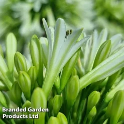 Agapanthus 'Emerald Ice' -Cheap Tree Foliage Store AGAP EMERALDIC S44604