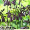 Agapanthus Midnight Cascade Collection