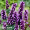 Agastache Little Adder -Cheap Tree Foliage Store AGAS KC9181 A
