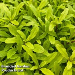 Ajuga Feathered Friends Trio 9 Ajuga Feathered Friends Trio -Cheap Tree Foliage Store AJUG CORDIALCA H394431