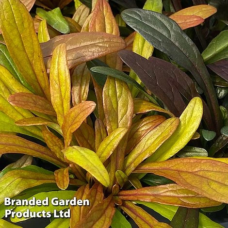 Ajuga Feathered Friends Trio 6 Ajuga Feathered Friends Trio - Image 4