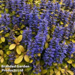 Ajuga Feathered Friends Trio 11 Ajuga Feathered Friends Trio -Cheap Tree Foliage Store AJUG PETITEPAR H394481