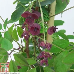 Akebia Quinata -Cheap Tree Foliage Store AKEB T80255 A
