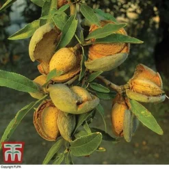 Almond 'Robijn' -Cheap Tree Foliage Store ALMO DWW3661 A