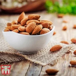 Almond 'Robijn' -Cheap Tree Foliage Store ALMO DWW3661 D