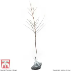 Almond 'Robijn' -Cheap Tree Foliage Store ALMO DWW3661 G