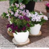 Alstroemeria Inticancha 'Purple Passion Collection' -Cheap Tree Foliage Store ALST COLLECTIO A