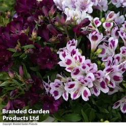 Alstroemeria Inticancha 'Purple Passion Collection' -Cheap Tree Foliage Store ALST PURPLEPAS T44374