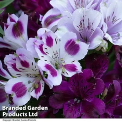 Alstroemeria Inticancha 'Purple Passion Collection' -Cheap Tree Foliage Store ALST PURPLEPAS T44378
