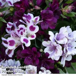 Alstroemeria Inticancha 'Purple Passion Collection' -Cheap Tree Foliage Store ALST PURPLEPAS T44380