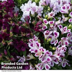 Alstroemeria Inticancha 'Purple Passion Collection' -Cheap Tree Foliage Store ALST PURPLEPAS T44381