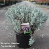 Andromeda Polifolia 'Blue Lagoon'