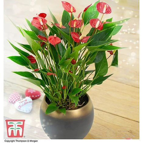 Anthurium 'Million Flower' - Gift 3 Anthurium 'Million Flower' - Gift