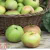 Apple 'Bramley's Seedling' -Cheap Tree Foliage Store APPL CWW3229 A h