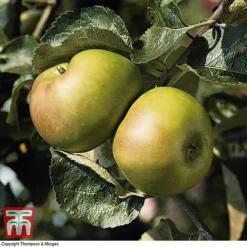 Apple 'Bramley's Seedling' -Cheap Tree Foliage Store APPL CWW3229 B