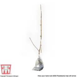 Apple 'Bramley's Seedling' -Cheap Tree Foliage Store APPL CWW3229 C