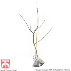 Apple 'Bramley's Seedling' -Cheap Tree Foliage Store APPL CWW3229 D