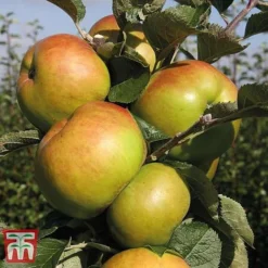 Apple 'Bramley's Seedling' -Cheap Tree Foliage Store APPL CWW3229 E