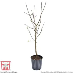 Apple 'Bramley's Seedling' -Cheap Tree Foliage Store APPL CWW3229 F