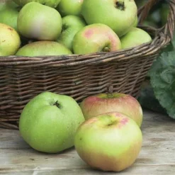 Apple 'Bramley's Seedling' -Cheap Tree Foliage Store APPL CWW3229 NOW1
