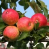Apple 'Red Falstaff' -Cheap Tree Foliage Store APPL DWW3657 A