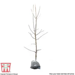 Apple 'Red Falstaff' -Cheap Tree Foliage Store APPL DWW3657 D