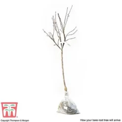 Apple 'Family Apple Tree' -Cheap Tree Foliage Store APPL DWW3680 D