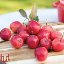 Apple 'Appletini' -Cheap Tree Foliage Store APPL KA9401 C