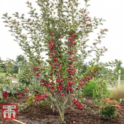 Apple 'Appletini' -Cheap Tree Foliage Store APPL KA9401 D