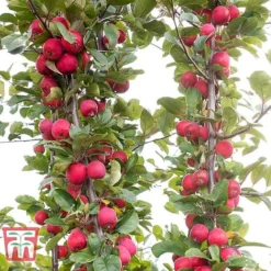 Apple 'Appletini' -Cheap Tree Foliage Store APPL KA9401 E