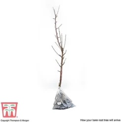 Apple 'James Grieve' -Cheap Tree Foliage Store APPL T14131 D