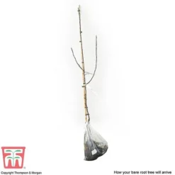 Crab Apple 'Royalty' -Cheap Tree Foliage Store APPL T14136 C
