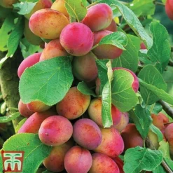 Apple & Plum Duo -Cheap Tree Foliage Store APPL T58945P C